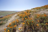 Hillside of Marigolds