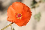 Vibrant Orange Geranium Blossom