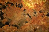 Rusty Coral Reef