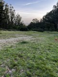 Sprinting Through the Pasture