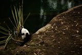 Pondside Purr-flection at the San Francisco Zoo