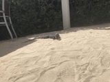 Basking in the Sun