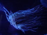 Dancing Tentacles