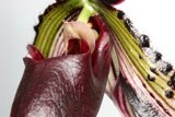 Delicate Rhubarb Flower