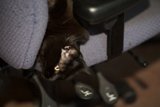 Lazy Feline