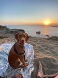 Sunset Serenade with a Loyal Companion