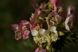 A Breath of Fresh Flowers