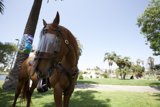 Equestrian Excitement