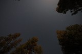 Starry Night Sky Through Pine Canopy at Lassen