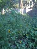 Blooming Garden in Altadena