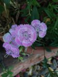 Geraniums and Pink Dianthus in Altadena Garden