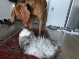 Cute Canine and Feline Friends on Hardwood Flooring
