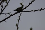 Spring Perch