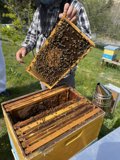 Beekeeping in Carmel