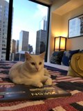 Peaceful Purrfect Setting