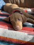 Comfortable Canine