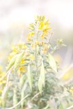 Sunny Bloom
