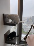 City Cats on a Windowsill