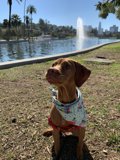 Summer days with my furry friend