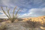 Desert Beauty