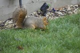 Fox Squirrel Foraging in Suburban Backyard
