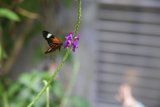 The Monarch's Stopover