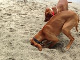 Two Canine Beach Diggers