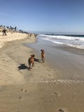 Beach Dogs