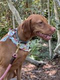 Woodland Wanderings