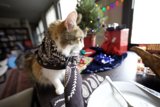 Feline Festivities