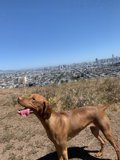 City-scape Canine