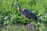 Great Blue Heron Hunting in Lush Wetland Vegetation