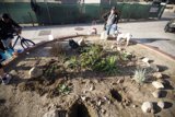 Guerilla Gardening with Three People and a Canine Helper
