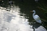 Graceful Heron Amidst Waterfowl