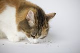 Feline Exploration