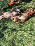 Relaxing Afternoon for Two Canine Companions