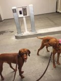 Vizsla Pair in Garage
