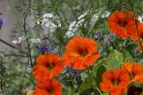 Spring Symphony