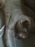 Couch Potato Cat