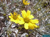 Desert Blooms