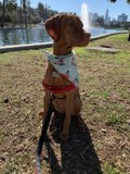 Serene Pooch in the City