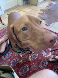 Happy Vizsla on Rug