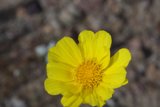 Desert Bloom