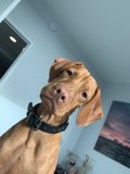 San Francisco Pup Poses for Camera