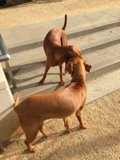 Canine Encounter on a Los Angeles Sidewalk
