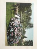Vintage Horse and Carriage Postcard