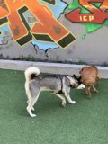Graffiti Playtime