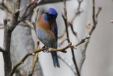 Blue Majesty in the Branches