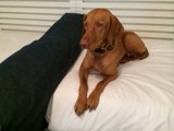 Resting with My Canine Companion
