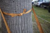 Tethered Tree Trunk